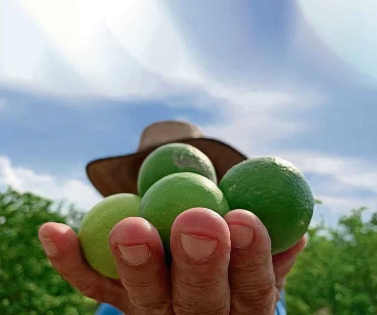 No queremos que los militares se vayan: Limoneros