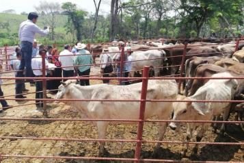 Trabajan Ganaderos contra gusano barrenador