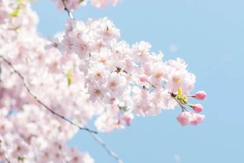Oubaitori; la filosof&iacute;a japonesa ideal para alcanzar la serenidad