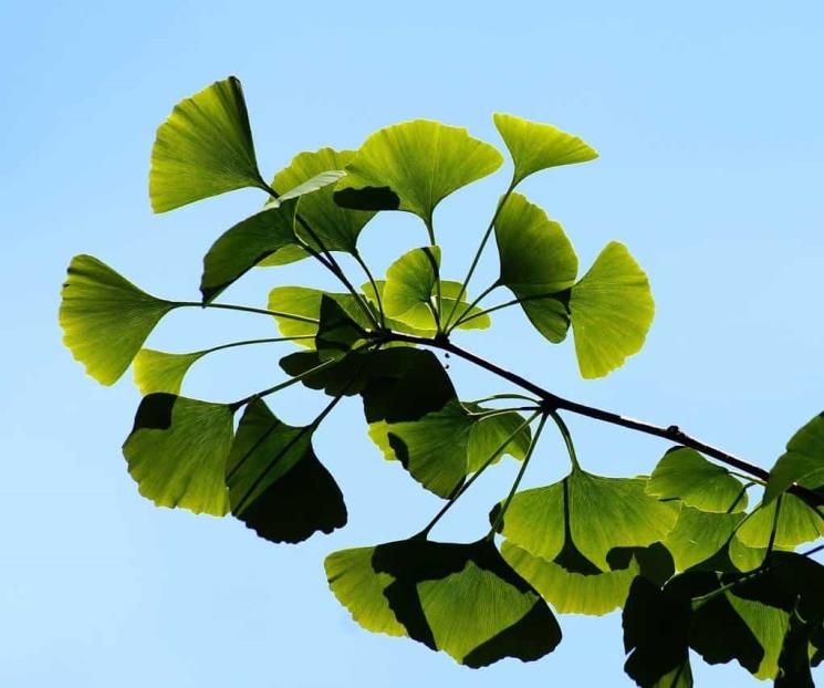 El Ginkgo Biloba puede ser más riesgoso de lo que se piensa