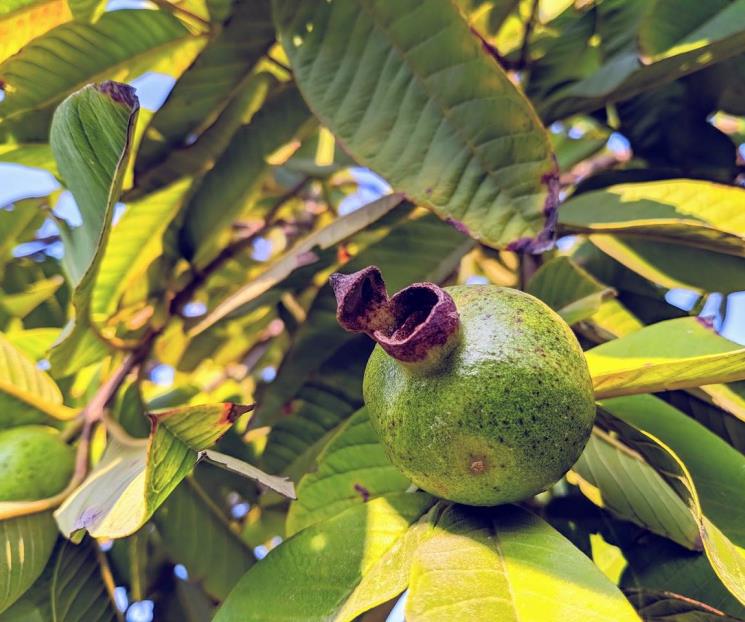 Beneficios de la infusión de hojas de guayaba