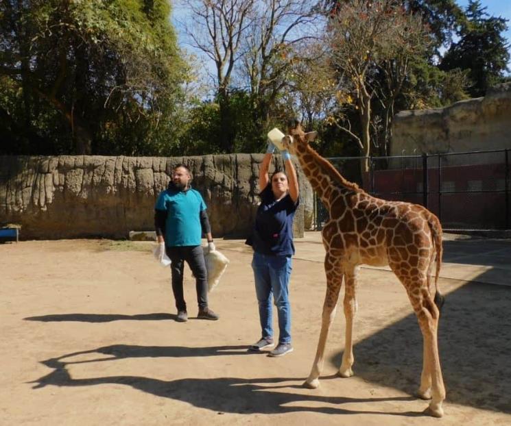 Reproducción animal crece un 25% en Chapultepec