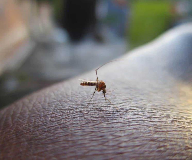 6 mitos falsos sobre el mosquito del dengue