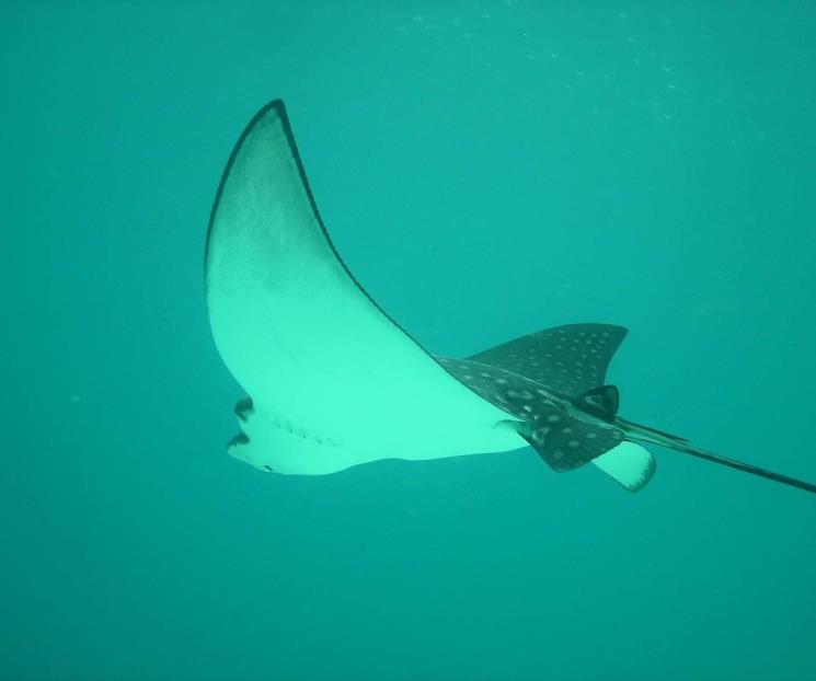 ¿Cómo nacen las mantarrayas?; bióloga lo explica