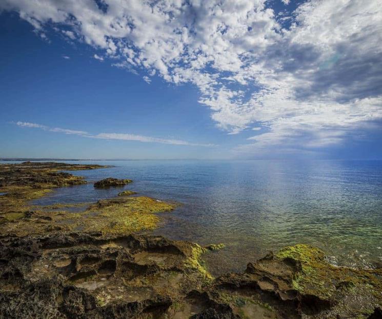 Científicos descubren la planta ideal para eliminar CO2 en océanos