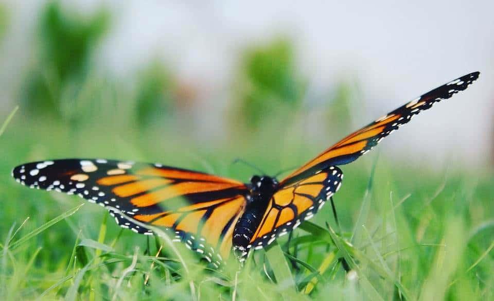 Las migraciones de las mariposas y el cambio climático