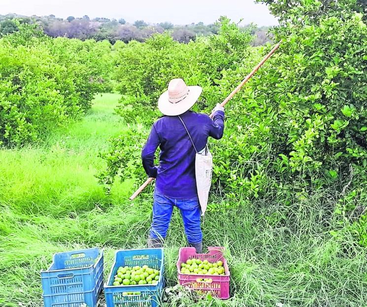 Ejecutan a productor limonero