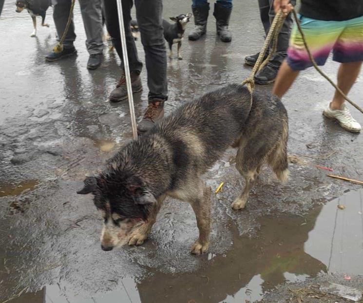 Rescatan a perro atorado en barandal