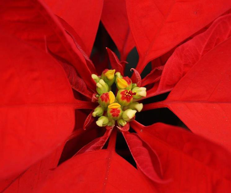 ¿Se puede comer la flor de nochebuena?