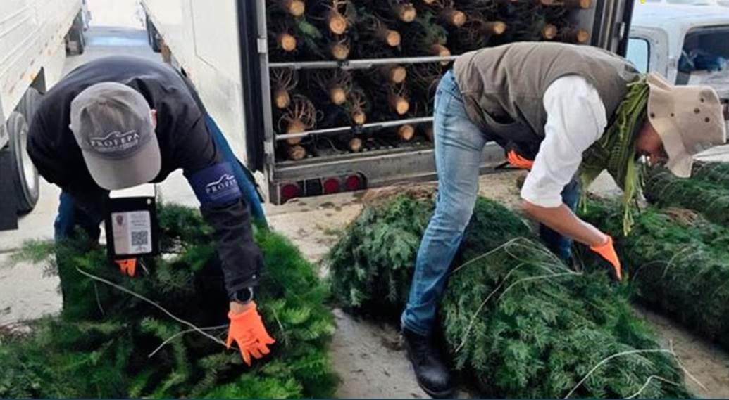 Profepa concluye revisión de pinos de Navidad