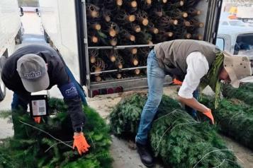 Concluye Profepa revisi&oacute;n de pinos de Navidad