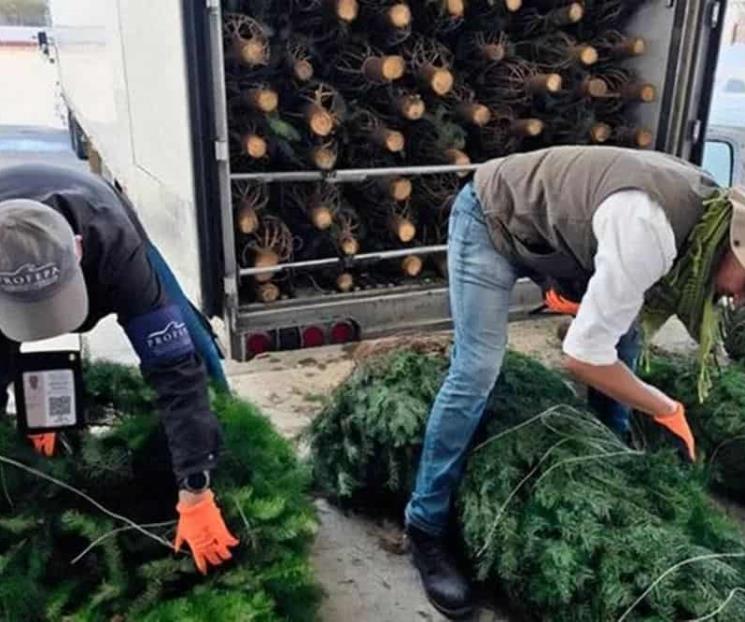 Concluye Profepa revisión de pinos de Navidad