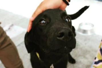 Expertos piden evitar los animales como regalo navide&ntilde;o