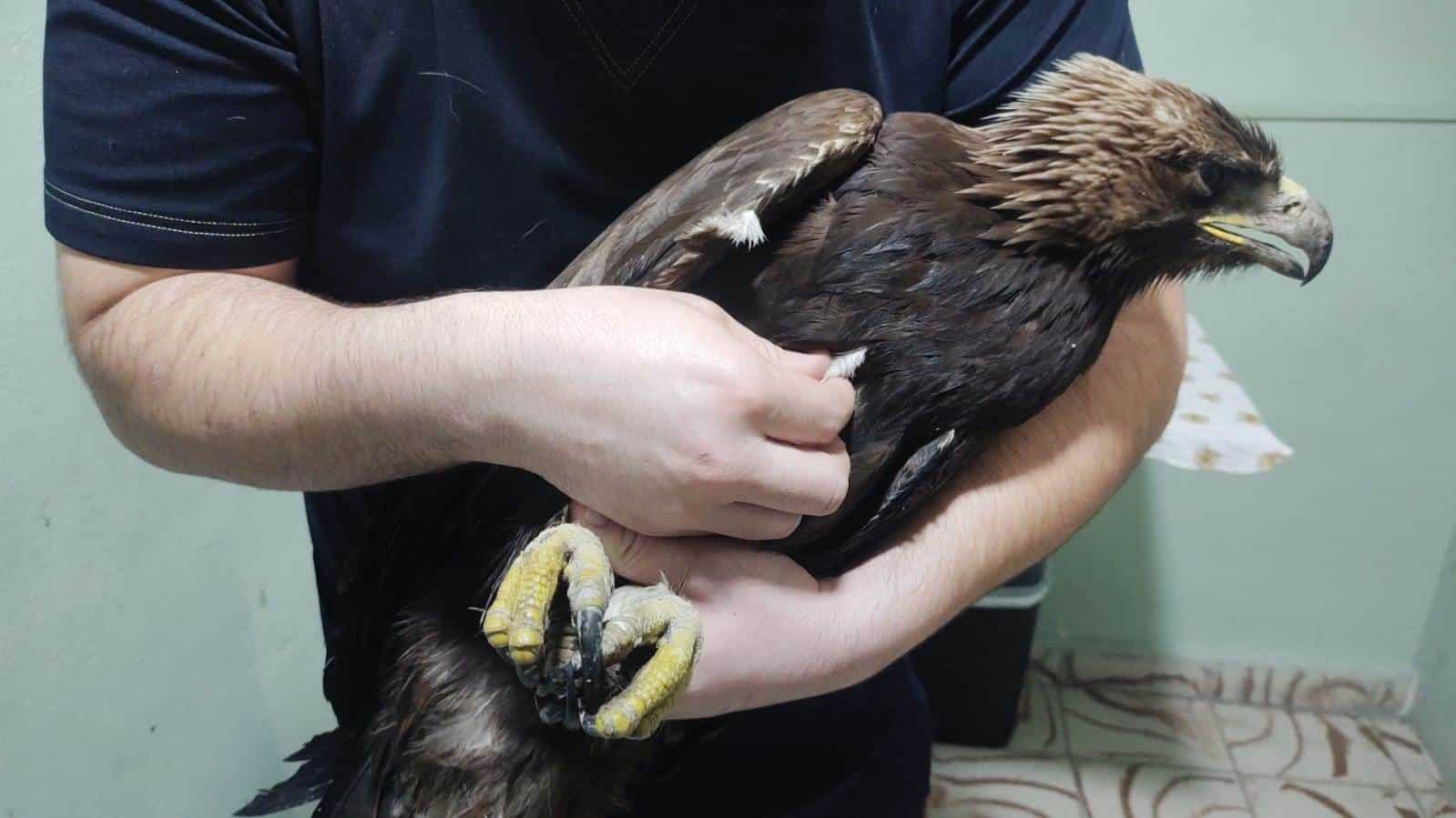 Un águila rescatada ayer en Salinas Victoria, murió ayer a consecuencia de las malas condiciones en que se encontraba.