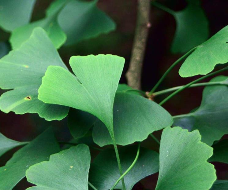 Quiénes no pueden consumir Ginkgo biloba