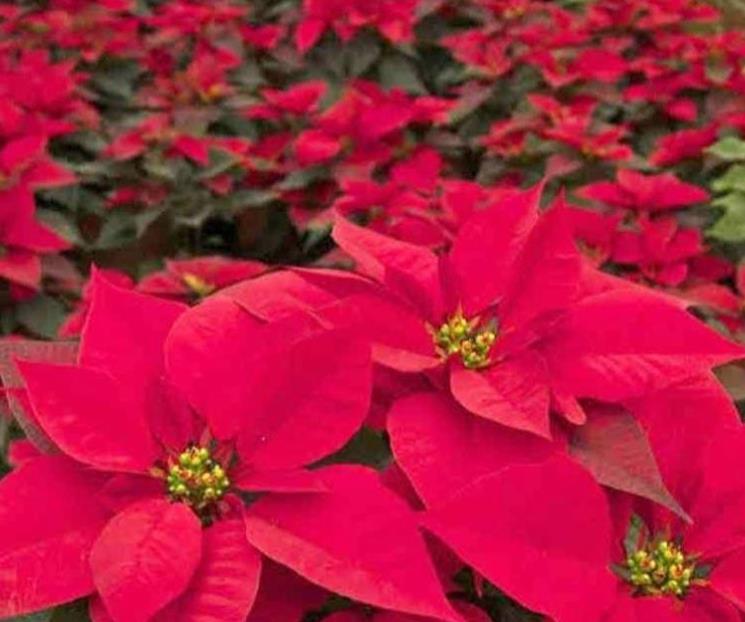 Flor de nochebuena: un regalo de México para el mundo