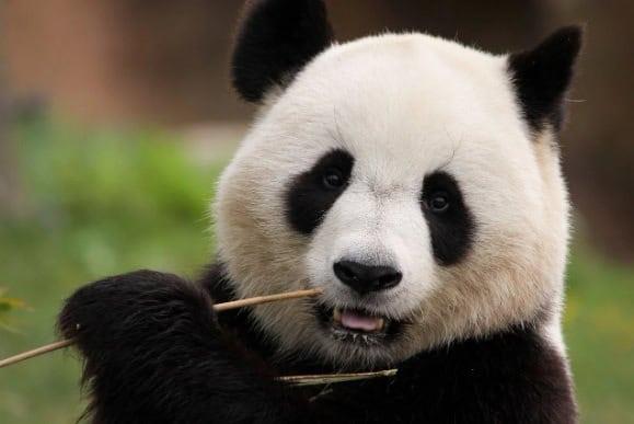 ¿Cuántos pandas gigantes hay en el mundo? Esto se sabe