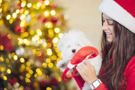 Piden no regalar animales para las fiestas decembrinas