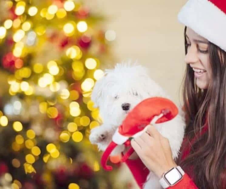 Piden no regalar animales para las fiestas decembrinas