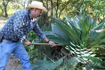 Contempla Senado elaborar Ley para impulsar la industria del agave