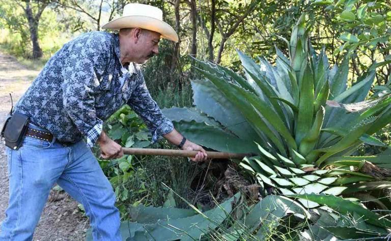 Contempla Senado elaborar Ley para impulsar la industria del agave