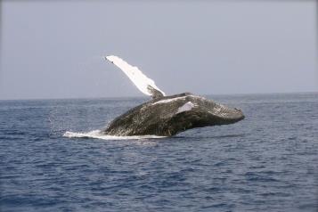La longevidad de las ballenas