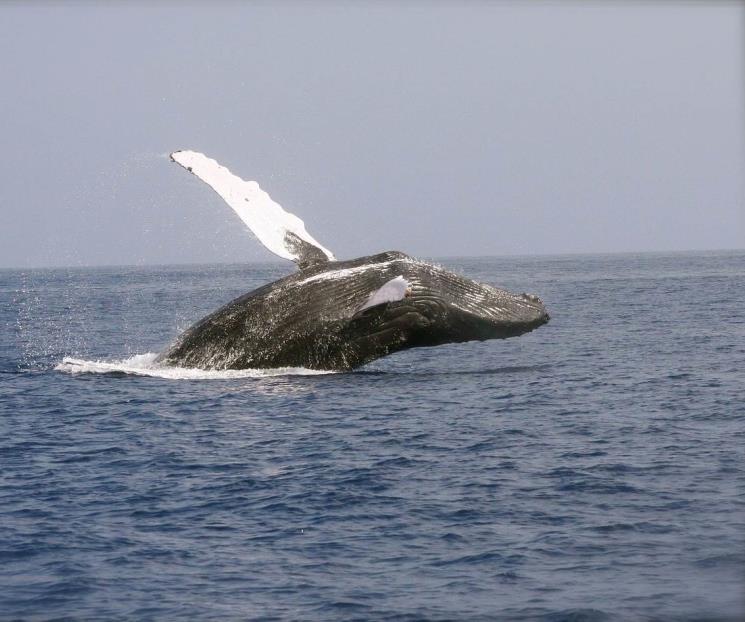 La longevidad de las ballenas