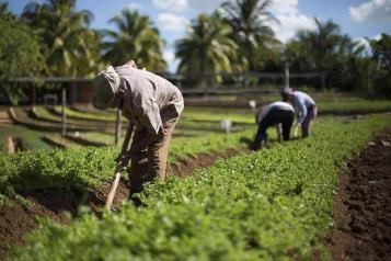 Asegura Claudia Sheinbaum que apoyar&aacute; a los peque&ntilde;os agricultores