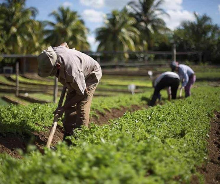 Asegura Claudia Sheinbaum que apoyará a los pequeños agricultores