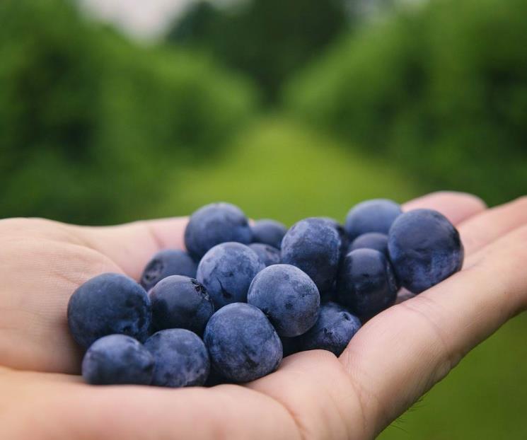 Cuatro alimentos que activan producción de colágeno en tu piel