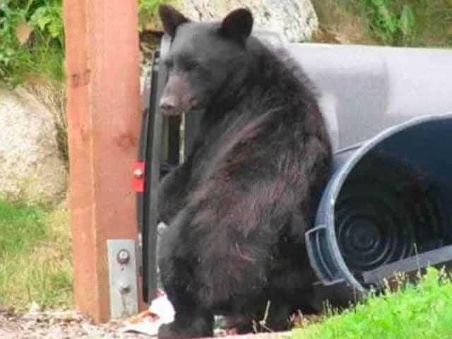 Dispone Estado la instalación de contenedores de basura anti-osos