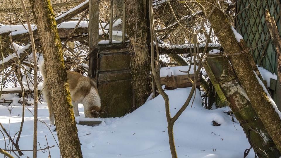 Chernobyl y sus perros; hallazgo científico no esperaban encontrar