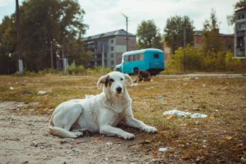 Chernobyl y sus perros; hallazgo cient&iacute;fico no esperaban encontrar