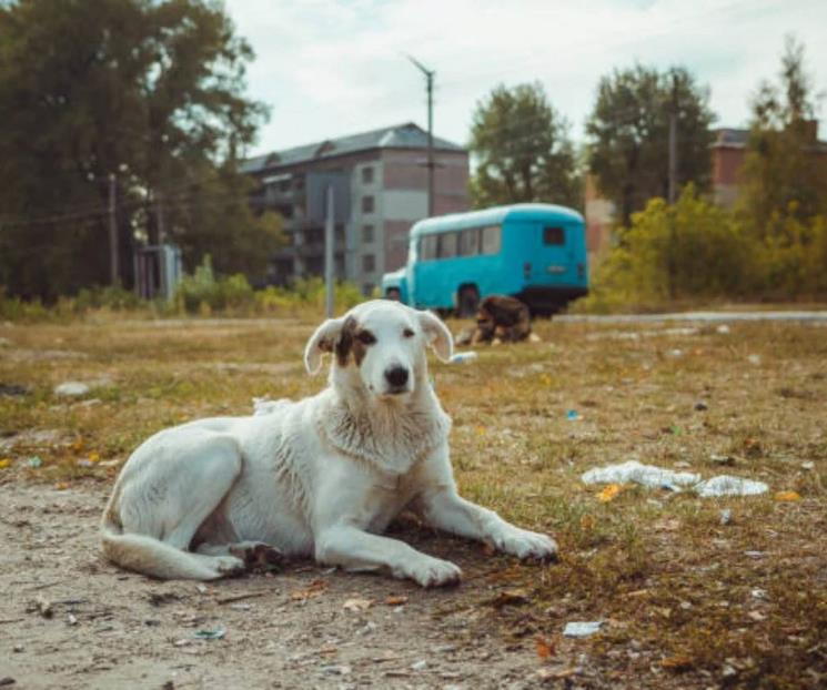 Chernobyl y sus perros; hallazgo científico no esperaban encontrar