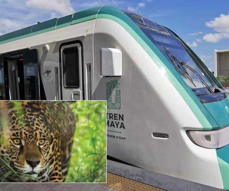 Acusan que monitoreo en el Tren Maya es insuficiente