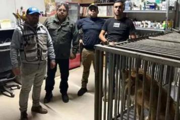 Resguarda Profepa a le&oacute;n africano en Baja California