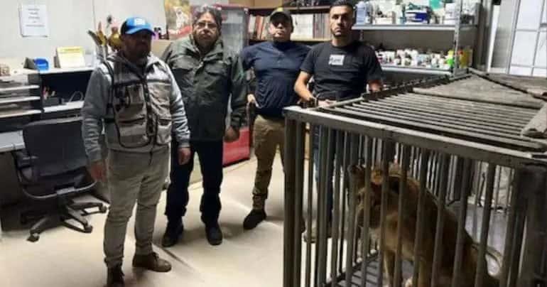 Resguarda Profepa a león africano en Baja California