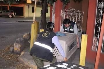 Rescatan a perros en situaci&oacute;n vulnerable