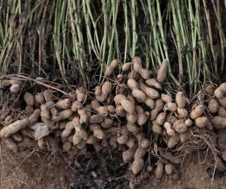 Consigue tu propia planta de maní con tan sólo un grano