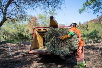 Instala Monterrey 46 centros de acopio para pinos navideños