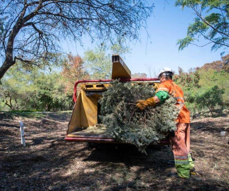 Instala Monterrey 46 centros de acopio para pinos navideños