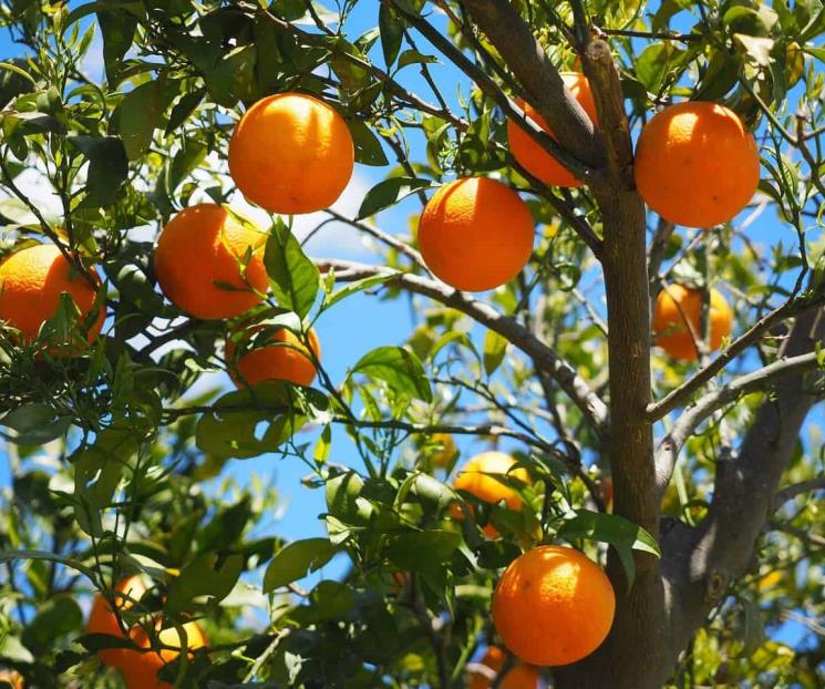 Naranja se dispara 25.7% debido a una bacteria en árboles