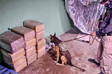 Decomisan drogas y arsenal