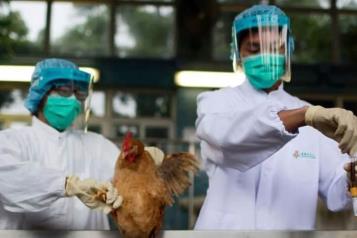 Reportan primera muerte por gripe aviar H5N1 en EU