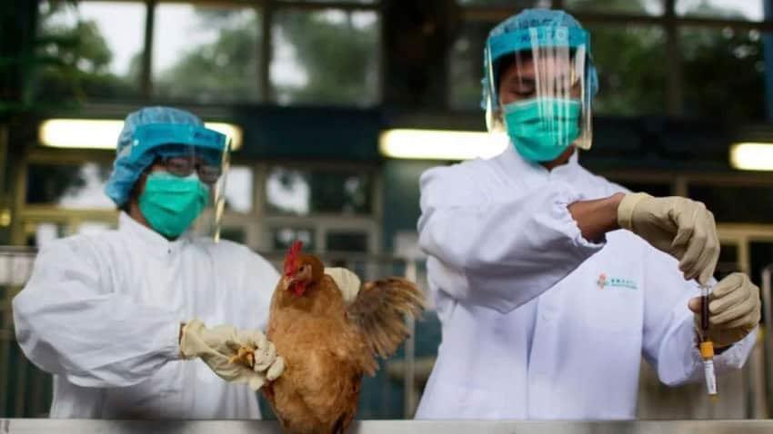 Reportan primera muerte por gripe aviar H5N1 en EU