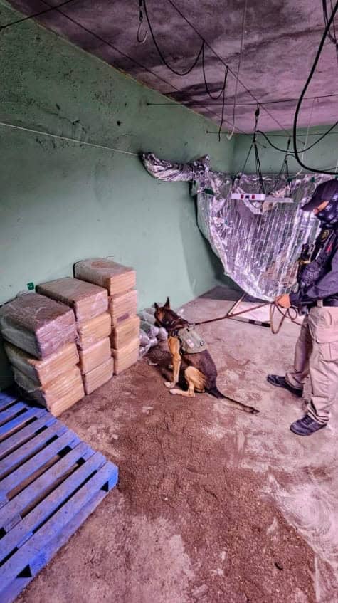 Al menos 135 kilos de marihuana, 130 kilos de cristal, además de cinco armas largas y cuatro de fuego, así como tres motocicletas, fueron aseguradas por la Fiscalía General de Justicia de Nuevo León tras un cateó domicilios en el municipio de Apodaca, llevado a cabo tras la agresión contra ministeriales en esa misma zona el sábado pasado.