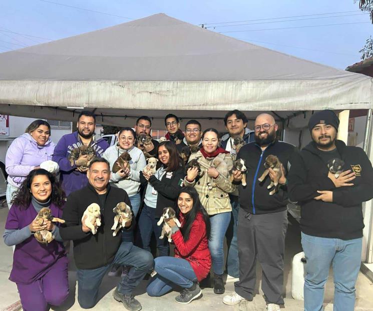 Rescata Escobedo 24 perritos