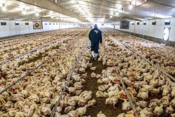 México debe estar pendiente de la influenza H5N1: experto UNAM
